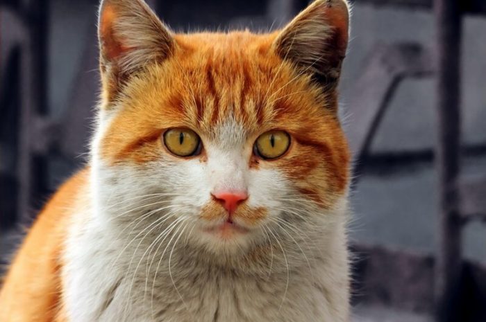 Китайские фото-коты