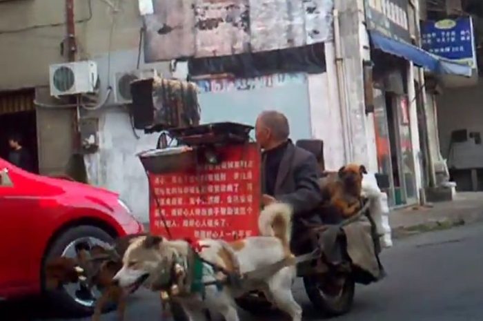 Китайский инвалид в музыкальной упряжке собак с бубенчиками в центре города